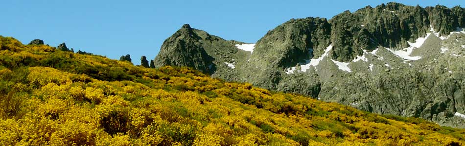 Cada a&ntilde;o disfrutamos de la floraci&oacute;n del piorno a finales de primavera